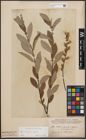 Foto von Salix cinerea L. x Salix repens L.